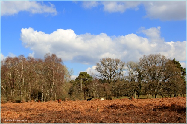 New Forest
