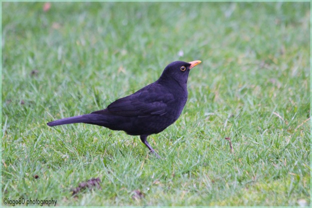 Blackbird (Turdus melua)