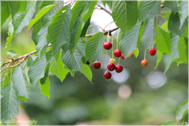 Wild Cherry (Prunus avium)